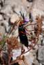 Arizona blister beetle, near Las Vegas