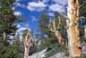 Bristlecone pine forest, Great Basin Natl Park