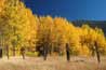 Autumn aspen grove near Stateline 10/21/06