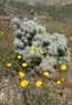 Poppies and cholla, Gold Butte ACEC