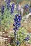 Lupine, Gold Butte ACEC