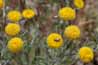 Rayless daisy, south Reno
