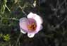 Desert in bloom, sego lily, Gold Butte ACEC
