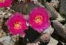 Beavertail cactus flowers, Gold Butte ACEC