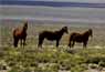 Wild horses east of Tonopah